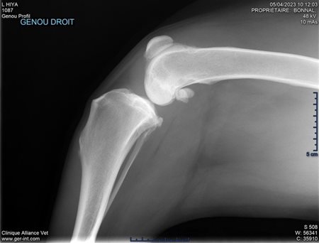 Radiographie vétérinaire du genou droit
